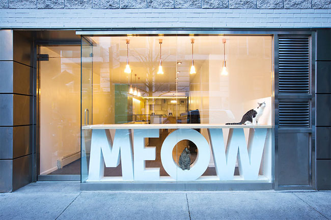 Un bar à chats vient d’ouvrir à New York