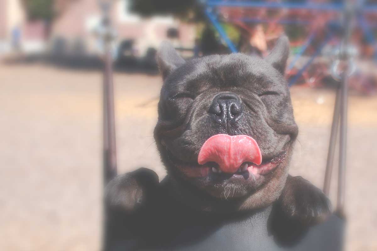 This Fat Cat Proves That Cats Are Happiest When They’re on an Adventure